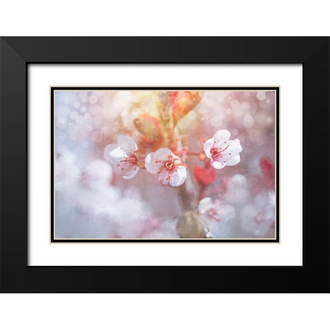 Spring Blooms 06 Black Modern Wood Framed Art Print with Double Matting by LightBoxJournal
