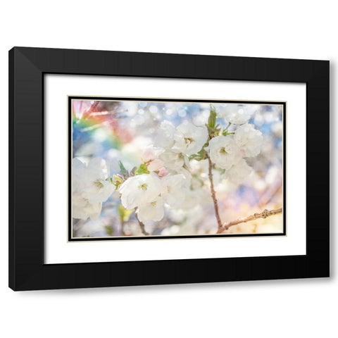 White Spring Blossoms 01 Black Modern Wood Framed Art Print with Double Matting by LightBoxJournal