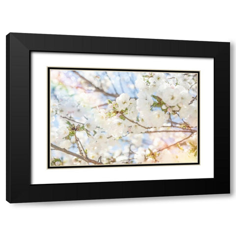 White Spring Blossoms 02 Black Modern Wood Framed Art Print with Double Matting by LightBoxJournal
