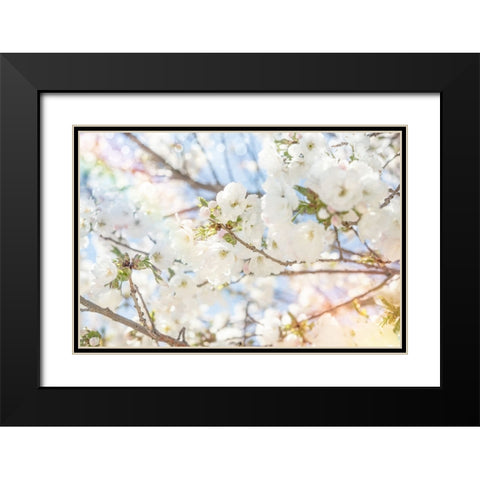 White Spring Blossoms 02 Black Modern Wood Framed Art Print with Double Matting by LightBoxJournal