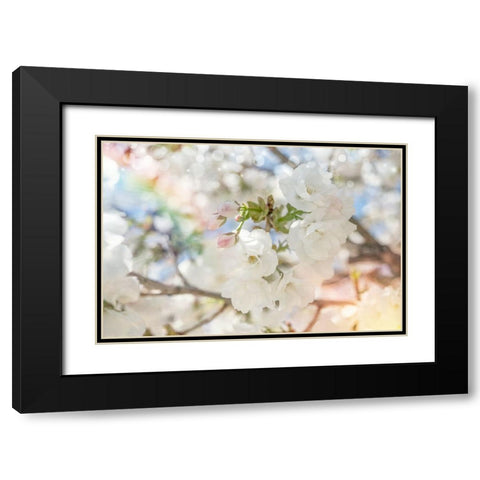 White Spring Blossoms 03 Black Modern Wood Framed Art Print with Double Matting by LightBoxJournal