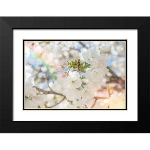 White Spring Blossoms 03 Black Modern Wood Framed Art Print with Double Matting by LightBoxJournal