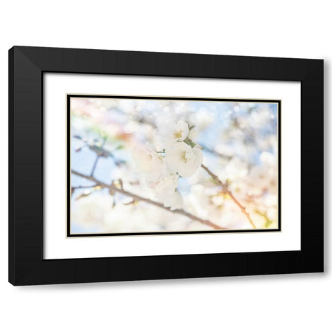 White Spring Blossoms 05 Black Modern Wood Framed Art Print with Double Matting by LightBoxJournal