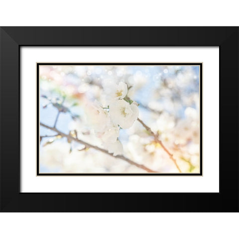 White Spring Blossoms 05 Black Modern Wood Framed Art Print with Double Matting by LightBoxJournal