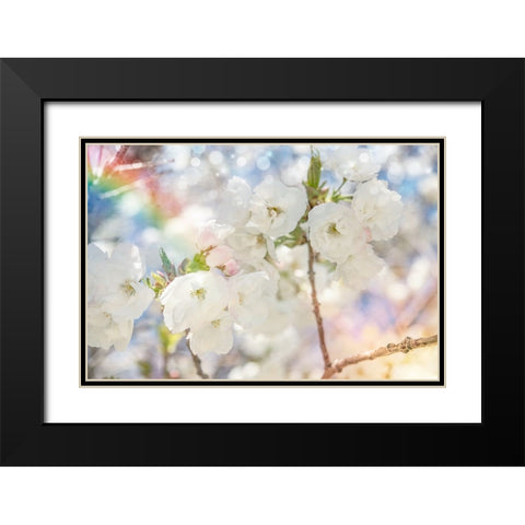 White Spring Blossoms 06 Black Modern Wood Framed Art Print with Double Matting by LightBoxJournal