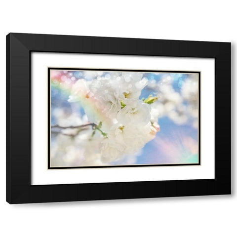 White Spring Blossoms 08 Black Modern Wood Framed Art Print with Double Matting by LightBoxJournal