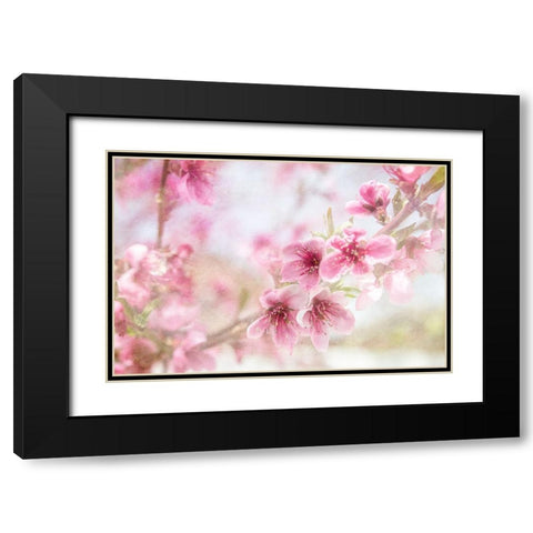 Cherry Pops 01 Black Modern Wood Framed Art Print with Double Matting by LightBoxJournal