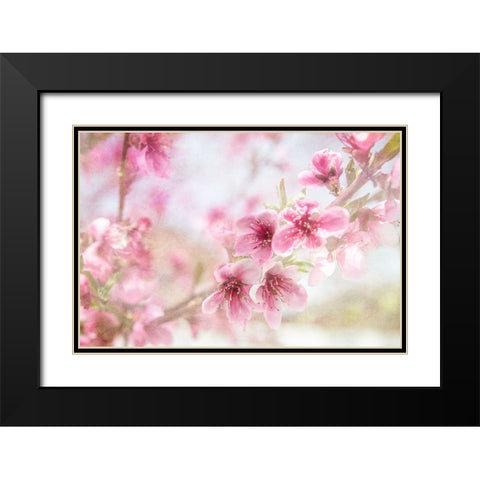 Cherry Pops 01 Black Modern Wood Framed Art Print with Double Matting by LightBoxJournal