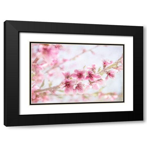 Cherry Pops 09 Black Modern Wood Framed Art Print with Double Matting by LightBoxJournal