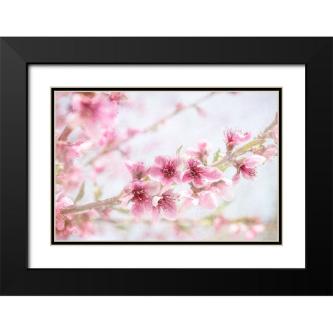 Cherry Pops 09 Black Modern Wood Framed Art Print with Double Matting by LightBoxJournal