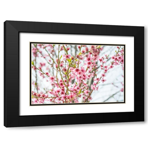 Naturally Cherry 01 Black Modern Wood Framed Art Print with Double Matting by LightBoxJournal
