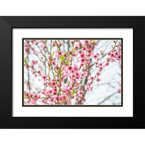 Naturally Cherry 01 Black Modern Wood Framed Art Print with Double Matting by LightBoxJournal