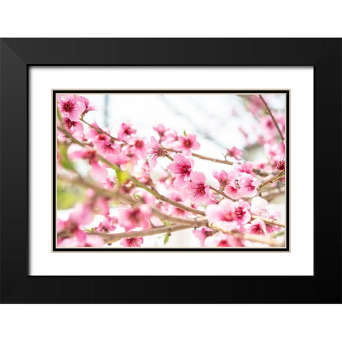 Naturally Cherry 02 Black Modern Wood Framed Art Print with Double Matting by LightBoxJournal