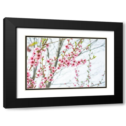 Naturally Cherry 03 Black Modern Wood Framed Art Print with Double Matting by LightBoxJournal