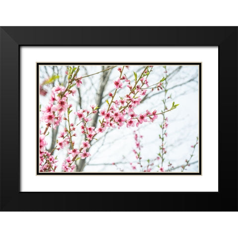 Naturally Cherry 03 Black Modern Wood Framed Art Print with Double Matting by LightBoxJournal