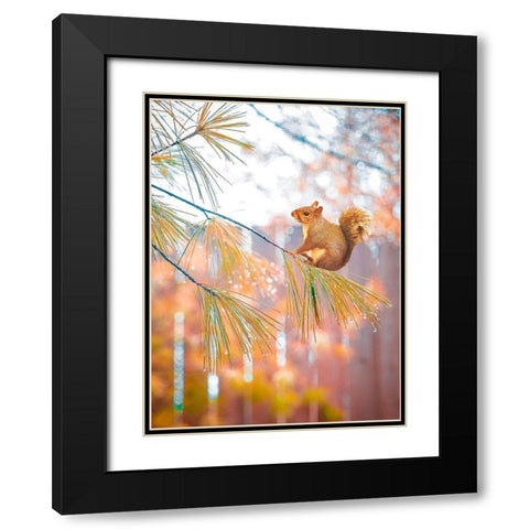 Squirrel Bokeh Black Modern Wood Framed Art Print with Double Matting by Love Grams