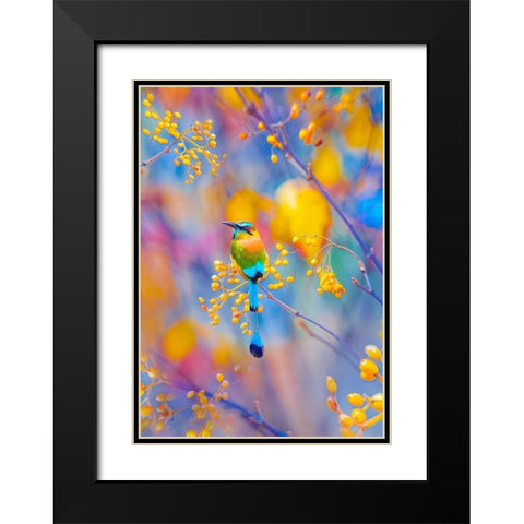 Rainbow Motmot Black Modern Wood Framed Art Print with Double Matting by Love Grams