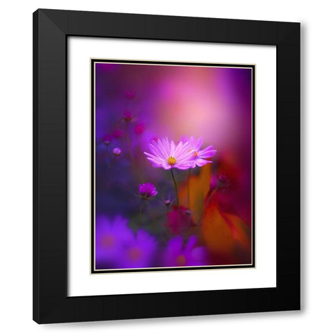 Cosmos in Purple Black Modern Wood Framed Art Print with Double Matting by Love Grams