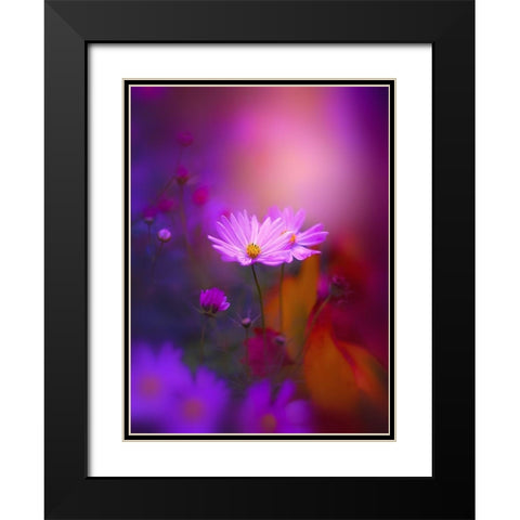 Cosmos in Purple Black Modern Wood Framed Art Print with Double Matting by Love Grams