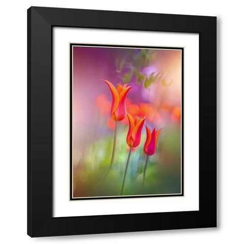 Tulip Rainbows Black Modern Wood Framed Art Print with Double Matting by Love Grams