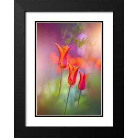 Tulip Rainbows Black Modern Wood Framed Art Print with Double Matting by Love Grams
