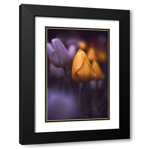 Tulips at Dusk Black Modern Wood Framed Art Print with Double Matting by Love Grams