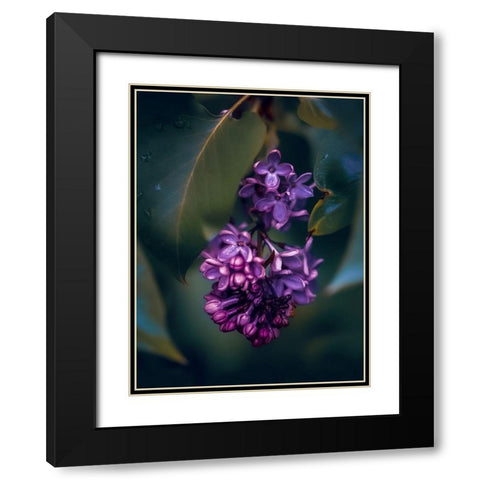 Lilacs at Dusk Black Modern Wood Framed Art Print with Double Matting by Love Grams
