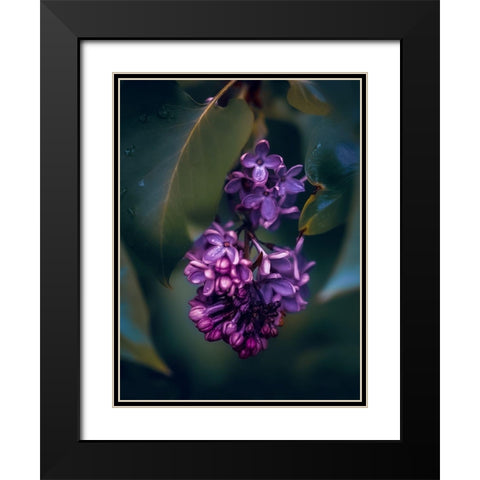 Lilacs at Dusk Black Modern Wood Framed Art Print with Double Matting by Love Grams