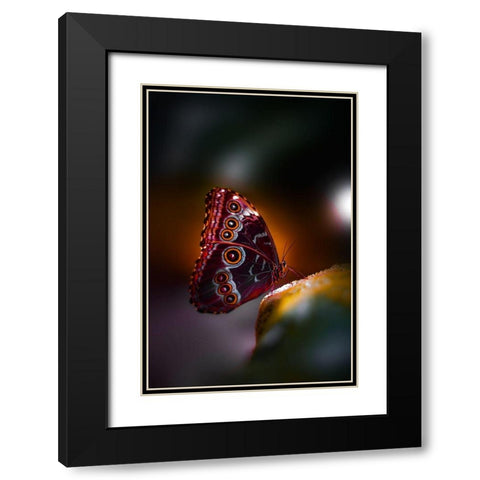 Owl Wings Black Modern Wood Framed Art Print with Double Matting by Love Grams