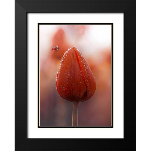Tulips at Dawn Black Modern Wood Framed Art Print with Double Matting by Love Grams