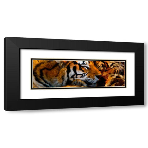 Tigers Sleep Black Modern Wood Framed Art Print with Double Matting by Murray Henderson Fine Art