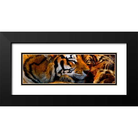 Tigers Sleep Black Modern Wood Framed Art Print with Double Matting by Murray Henderson Fine Art