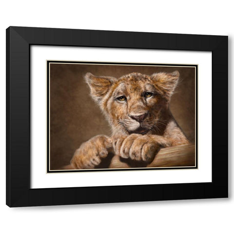 Lion Cub Black Modern Wood Framed Art Print with Double Matting by LaMontagne, Patrick
