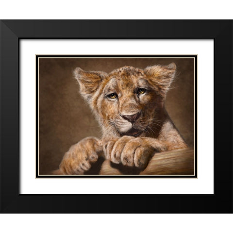 Lion Cub Black Modern Wood Framed Art Print with Double Matting by LaMontagne, Patrick