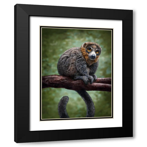Mongoose Lemur Totem Black Modern Wood Framed Art Print with Double Matting by LaMontagne, Patrick