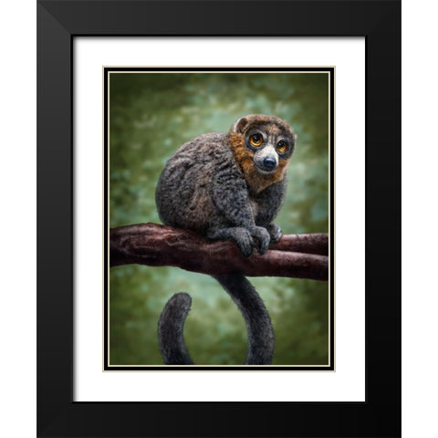 Mongoose Lemur Totem Black Modern Wood Framed Art Print with Double Matting by LaMontagne, Patrick