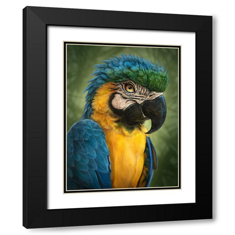 Parrot Totem Black Modern Wood Framed Art Print with Double Matting by LaMontagne, Patrick