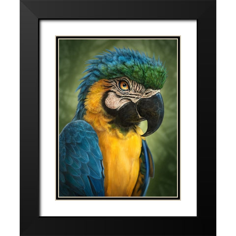 Parrot Totem Black Modern Wood Framed Art Print with Double Matting by LaMontagne, Patrick