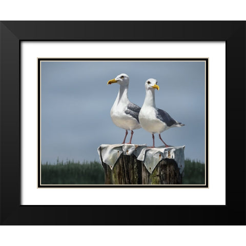 Ukee Locals Black Modern Wood Framed Art Print with Double Matting by LaMontagne, Patrick