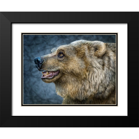 Bear Wonder Black Modern Wood Framed Art Print with Double Matting by LaMontagne, Patrick