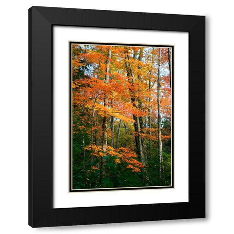 Orange Yellow Fall Vertical 9840 Black Modern Wood Framed Art Print with Double Matting by Goldwitz, Robert