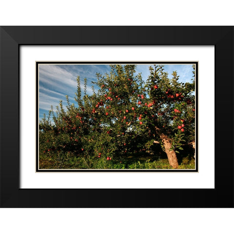 Apple Orchard Streaked Sky Black Modern Wood Framed Art Print with Double Matting by Goldwitz, Robert