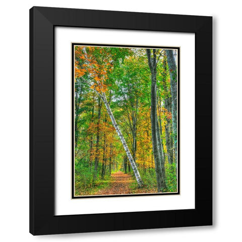 Birch Over The Trail Black Modern Wood Framed Art Print with Double Matting by Goldwitz, Robert