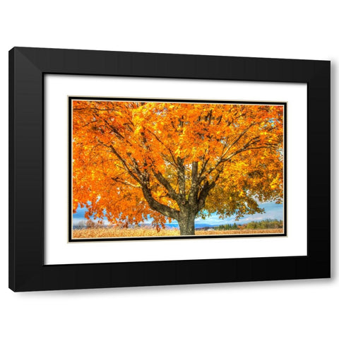 Autumn Yellow Tree And Gunks Black Modern Wood Framed Art Print with Double Matting by Goldwitz, Robert