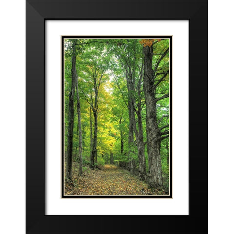 Deep Woods Vertical Black Modern Wood Framed Art Print with Double Matting by Goldwitz, Robert