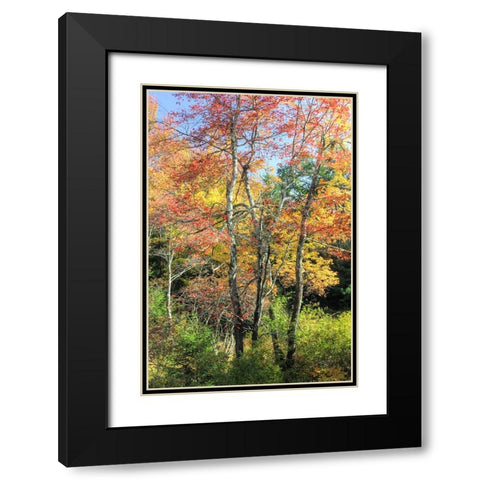 Autumn Tree Cluster Vertical Black Modern Wood Framed Art Print with Double Matting by Goldwitz, Robert