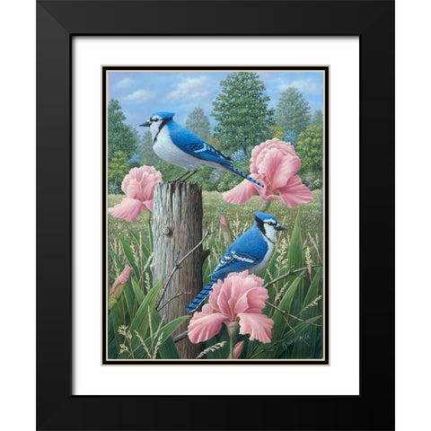 Blue Jays Black Modern Wood Framed Art Print with Double Matting by Wavra, Robert