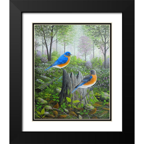 Spring Bluebirds Black Modern Wood Framed Art Print with Double Matting by Wavra, Robert