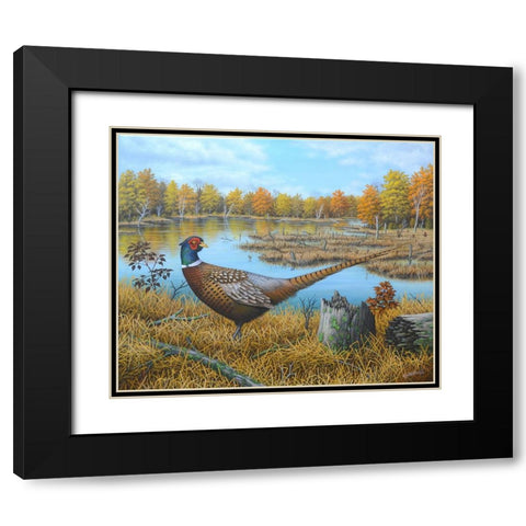 Ring-necked Pheasant Black Modern Wood Framed Art Print with Double Matting by Wavra, Robert
