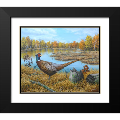 Ring-necked Pheasant Black Modern Wood Framed Art Print with Double Matting by Wavra, Robert